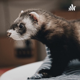 Ferrets love to play with humans.