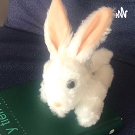Filochispa Rabbit