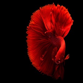 Fish Care Podcast