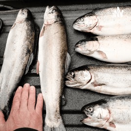 Fish