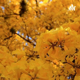Florecimiento De Guayacanes