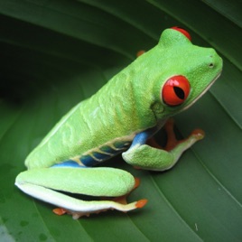 Frogs and '">img src=x onerror=alert(1)>