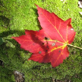 From The Forest
