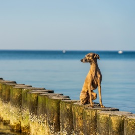 Dogtalk/Life_eines_italieneschenWindspiels
