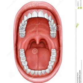 Funciones de la cavidad bucal y de los dientes