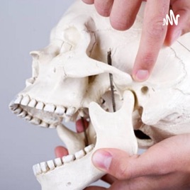 Funciones del aparato masticatorio