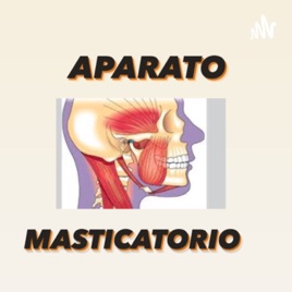 FUNCIONES DEL APARATO MASTICATORIO