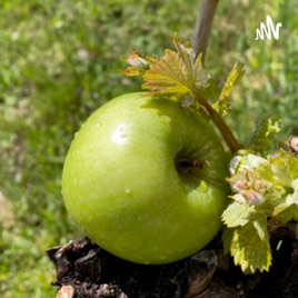 Gesunde Ernährung für Anfänger