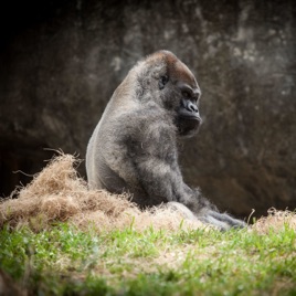 Gorilla’s Playthrough