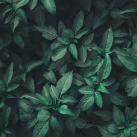 Graciliano Ramos