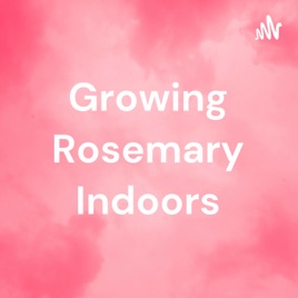 Growing Rosemary Indoors