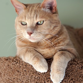Happy Cats Wellness
