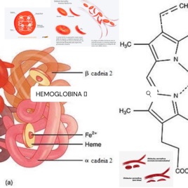 Hemoglobina - bioquímica