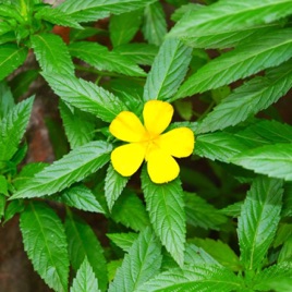 Herbář