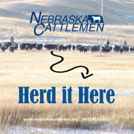Herd it Here with Nebraska Cattlemen