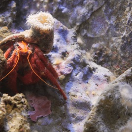 Hermit Crab And The Sea Anemone