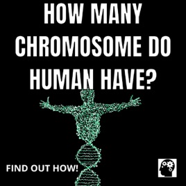 How Many Chromosome Do Human Have?