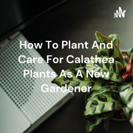 How To Plant And Care For Calathea Plants As A New Gardener