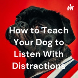 How to Teach Your Dog to Listen With Distractions