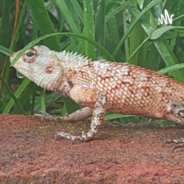 Hukaariss