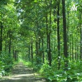 Hutan Jatii