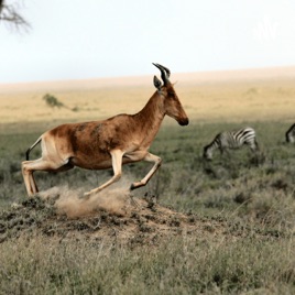 I Enlighten On The Top 5 Fastest Animals