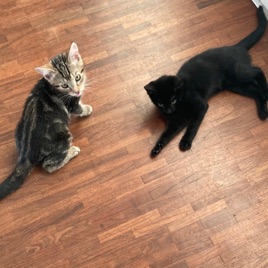 Ich und meine Katzen