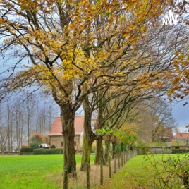 In het Vlaanderenland