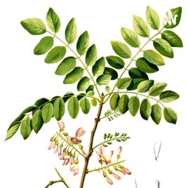 João