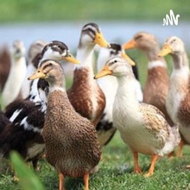 Keuntungan Ternak Bebek Yang Harus Kita Ketahui