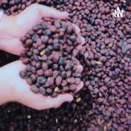 Kopi Panama