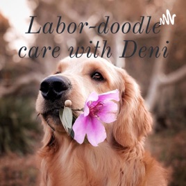 Labor-doodle care with Deni