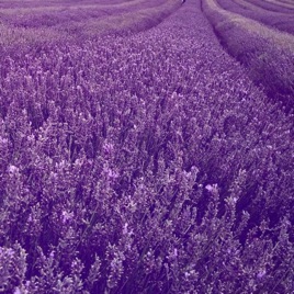 Lavender Lessie