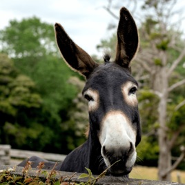 Lazy Donkey