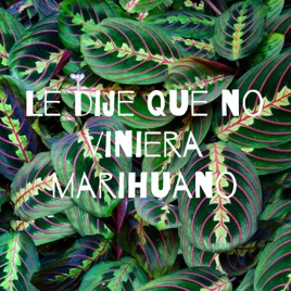 Le dije que no viniera marihuano