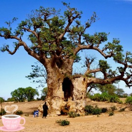Baobab Trees Asked Me To Repeat What ?