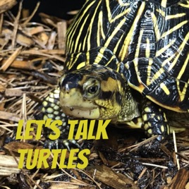 Let's Talk Turtles