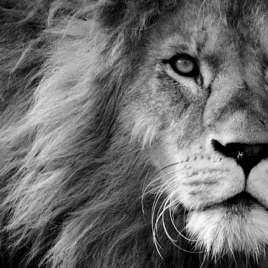 Be A Fu*king Lion