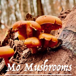 MO Mushrooms