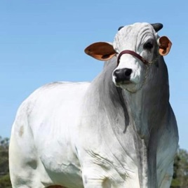 MOMENTO VET - TRISTEZA PARASITÁRIA BOVINA