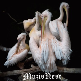 MuzisNest