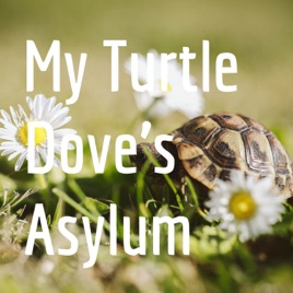 My Turtle Dove's Asylum