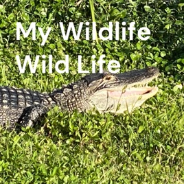 My Wildlife Wild Life