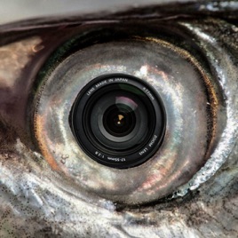 Ojo de Pez