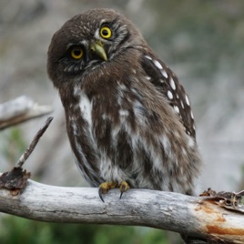 Owl Talk