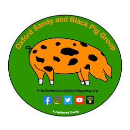 Oxford Sandy Black Pig Group PigCast