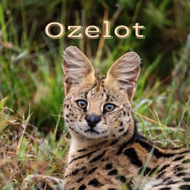 Ozelot - Der Podcast für Kinder
