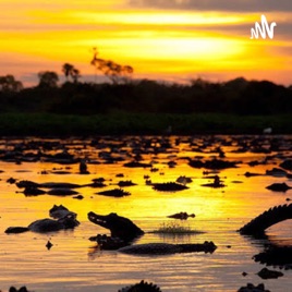 PANTANAL: A RIQUEZA DO BRASIL