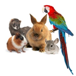 PASSIONE ANIMALE - PODCAST ANIMALIER #0 - TEASER PRESENTATION EMISSION