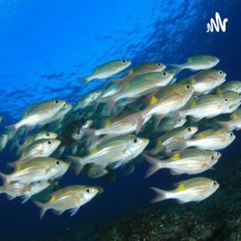 Peixes